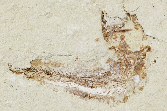 Bargain, Cretaceous Fossil Fish - Lebanon #107564